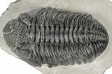 Large, Drotops Trilobite - Excellent Eye Facets #193710-4